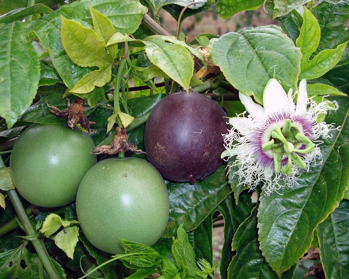 Маракуйя Эдулис