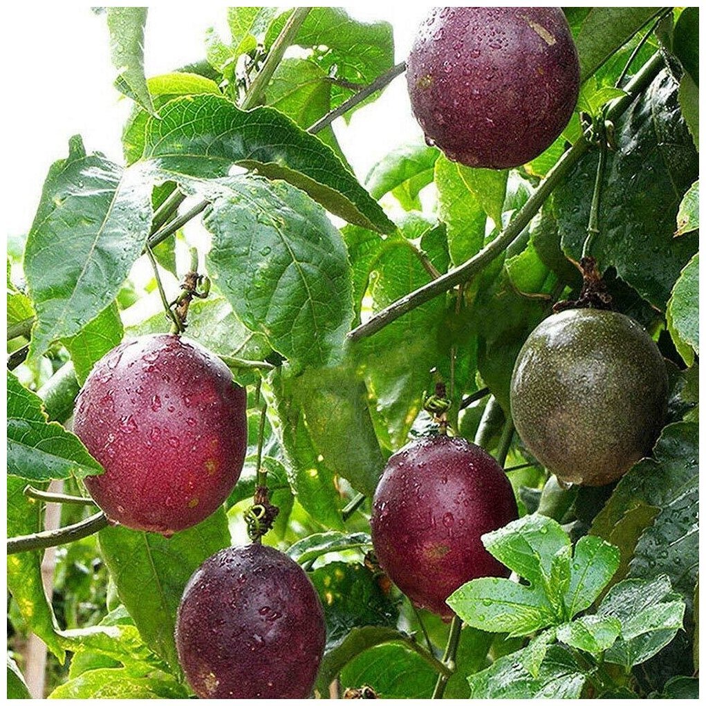 Маракуйя Эдулис