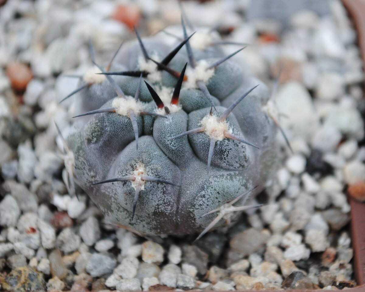 Astrophytum crassispinum Taiho