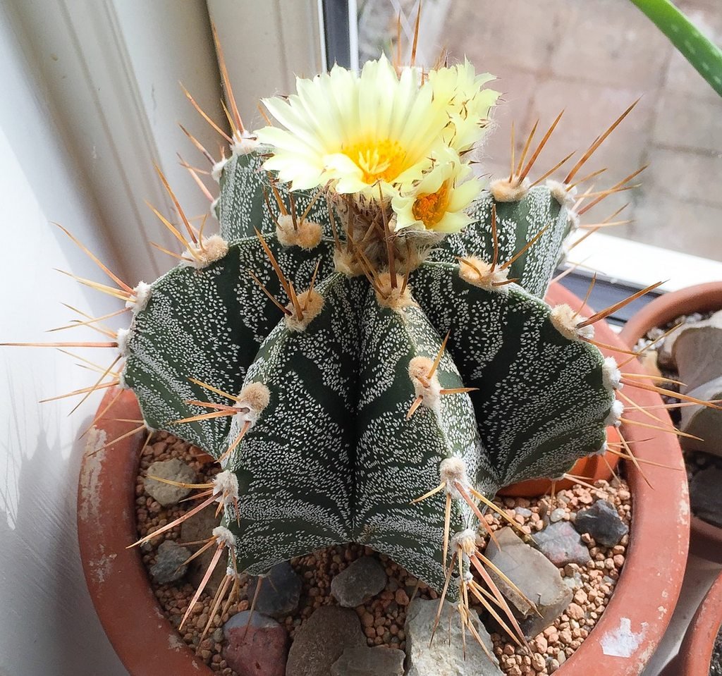 Астрофитум украшенный Astrophytum ornatum