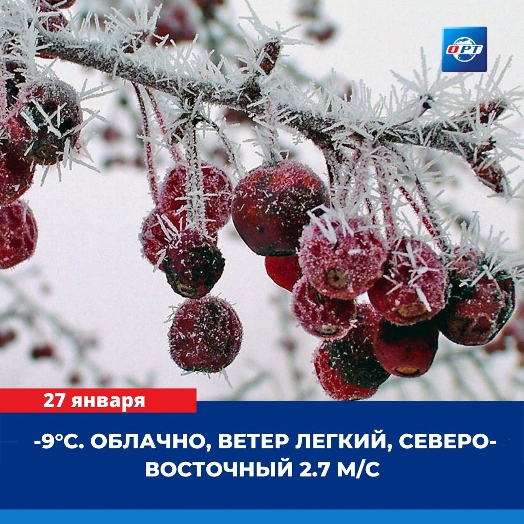 Вишня зимой