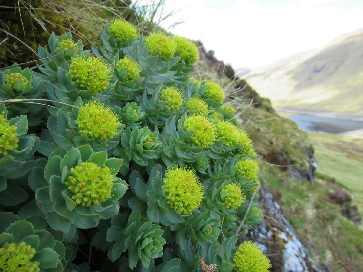 Родиола розовая Rhodiola rosea