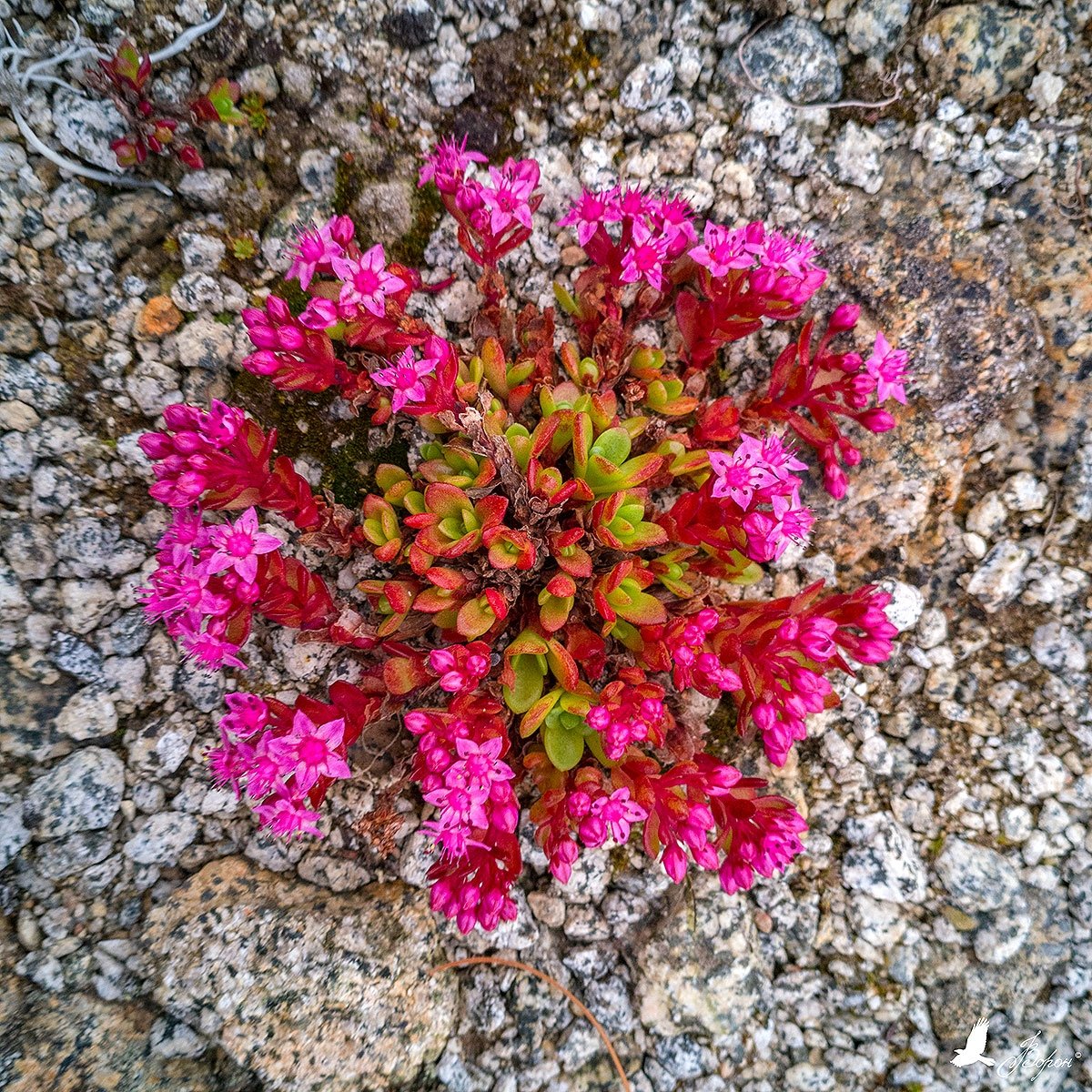 Радиола розовая в скалах фото