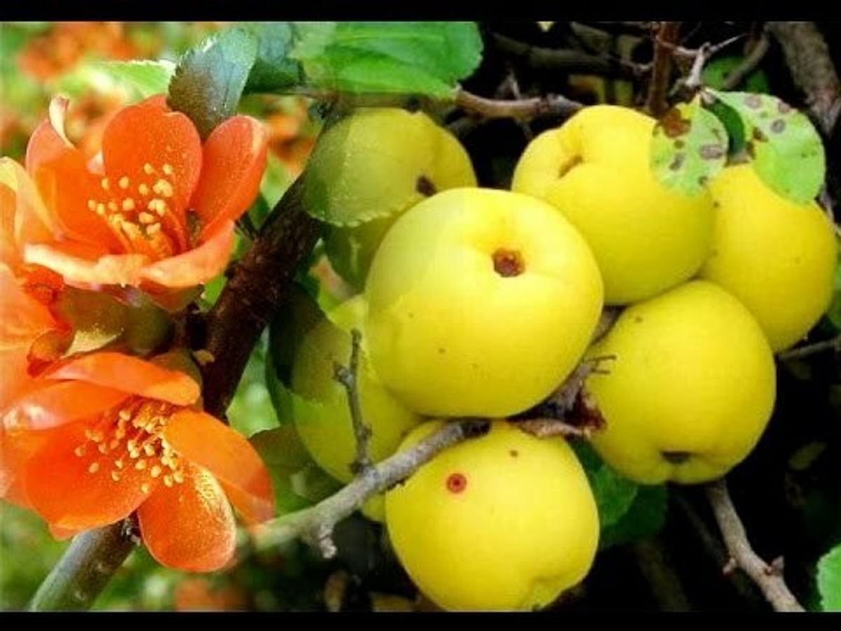 Японская айва кустарник плоды