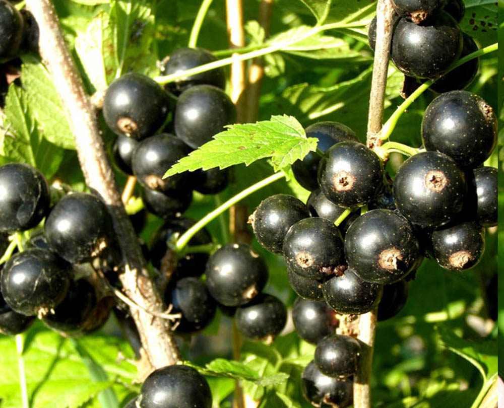 Смородина черная ribes nigrum Багира