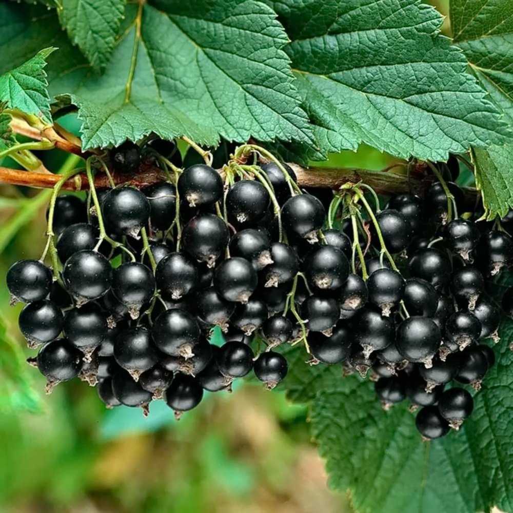 Смородина черная (ribes nigrum l.)