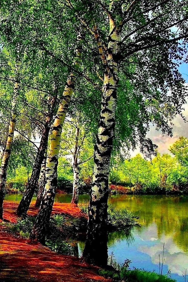 Лес Берёзовая роща река