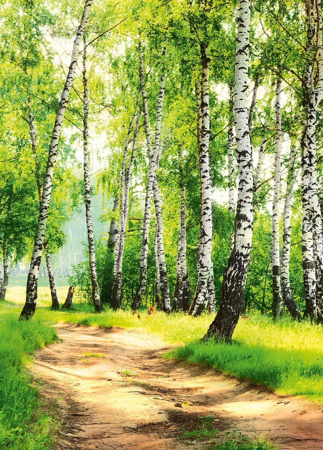 Природа березовый лес