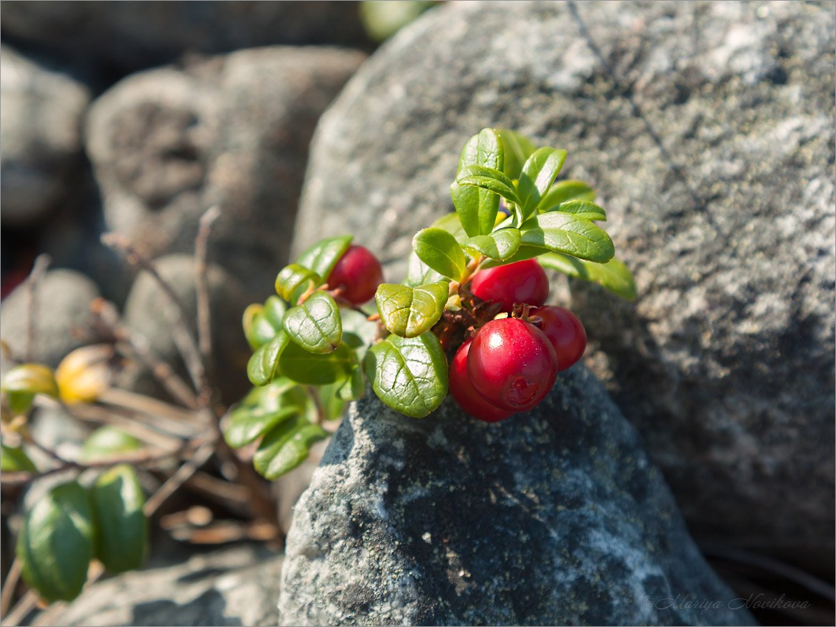 Брусника (Vaccinium Vitis-idaea)