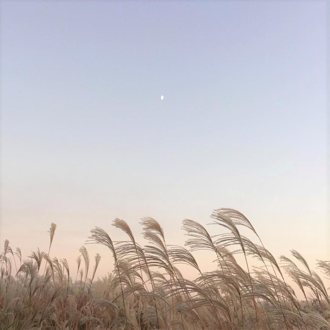 Поле Эстетика