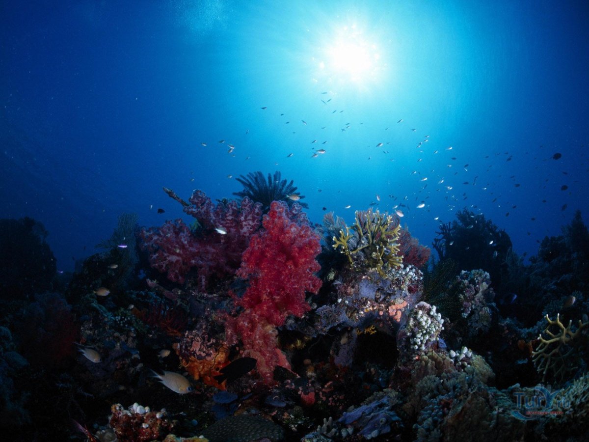 Риф красного моря глубины