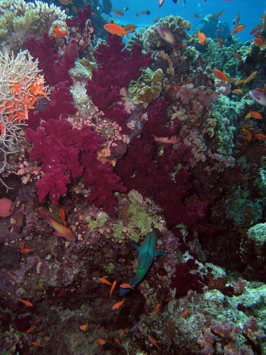 Красное море Египет Шарм-Эль-Шейх подводный мир