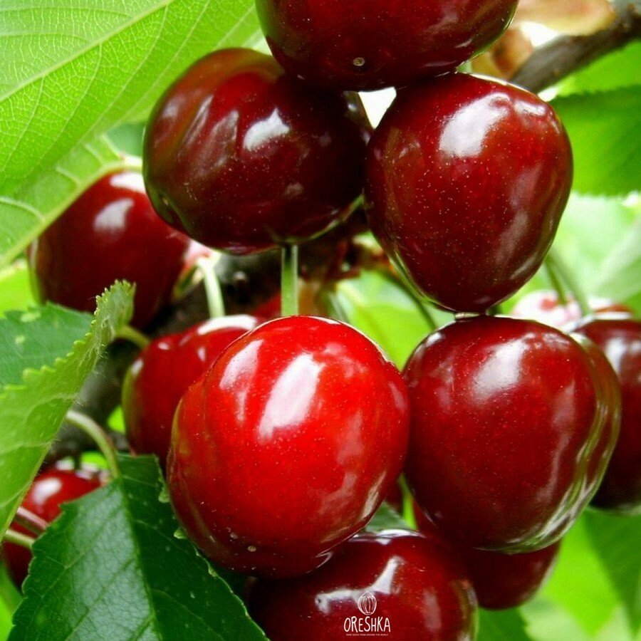 Дикая черешня