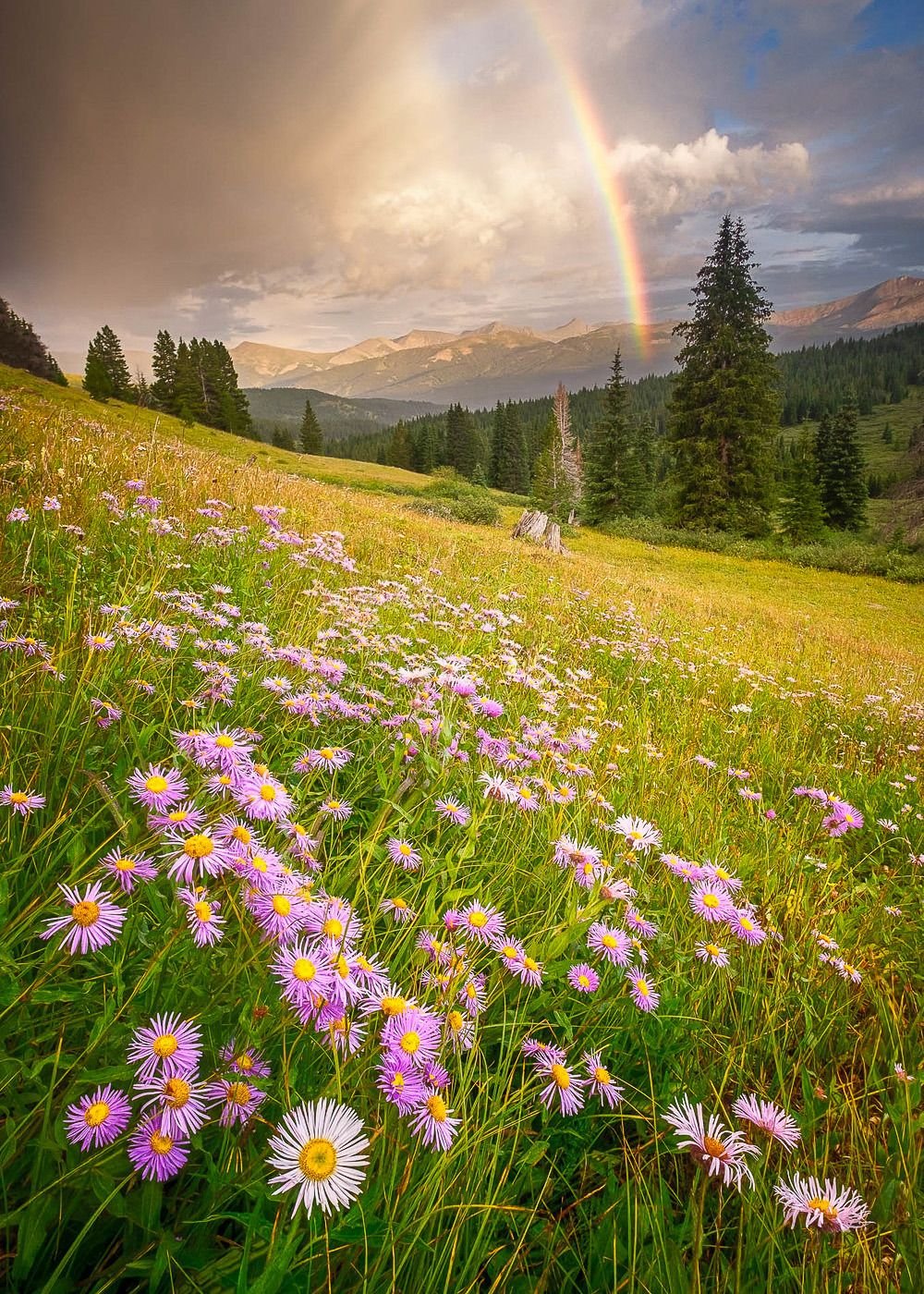 Летняя природа