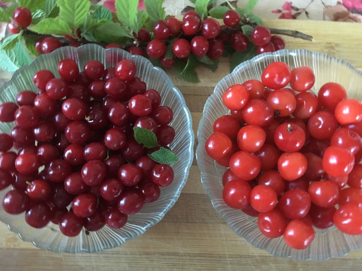Вишня войлочная сушеная
