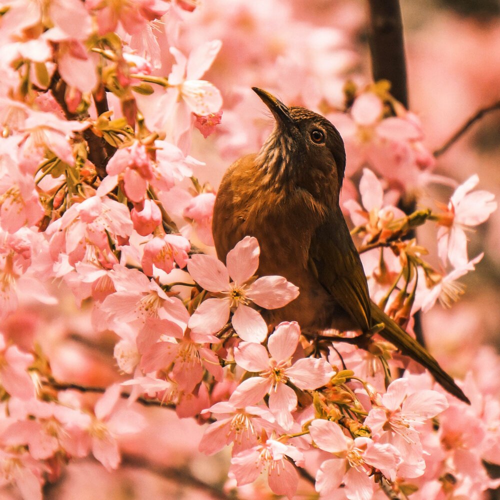 Free Bird ambience