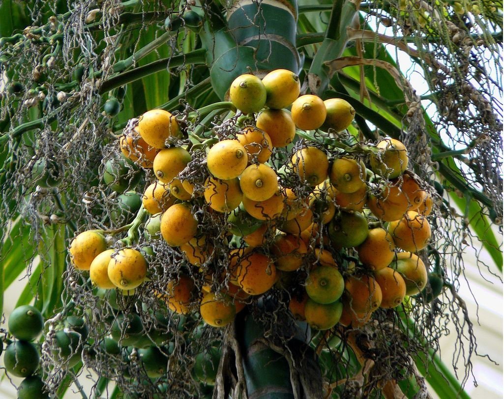 Dioscoreophyllum cumminsii