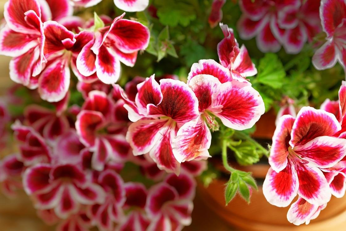 Пеларгония Королевская Pink Bonanza