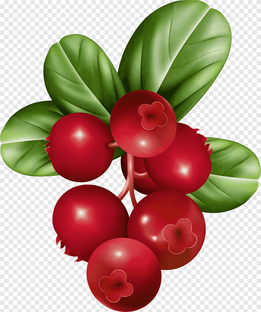 Cowberry брусника