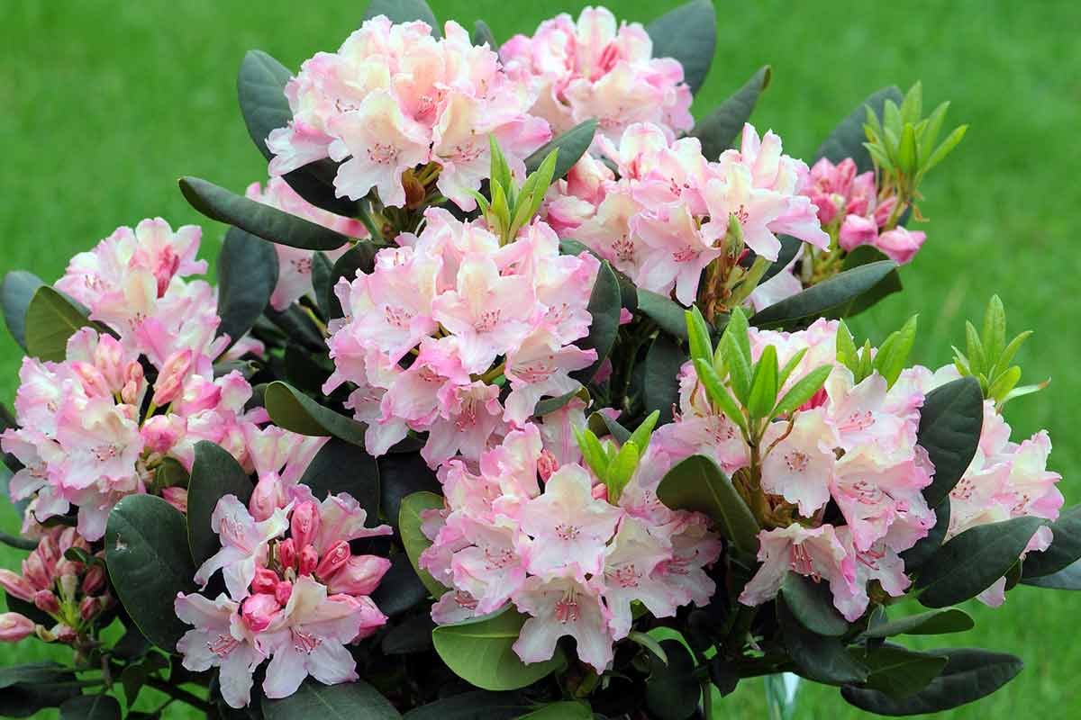 Рододендрон Каролинский Хрустальный принц