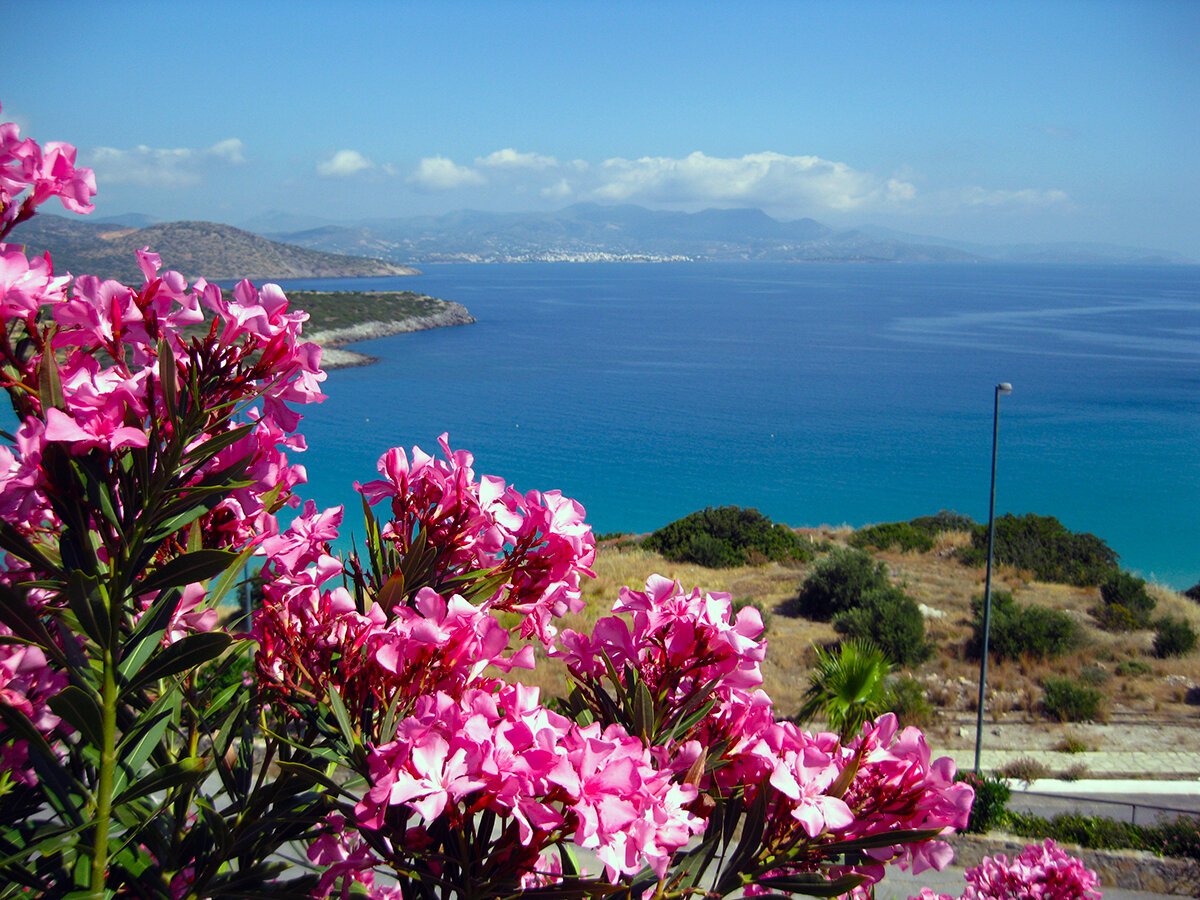Олеандр в Алуште