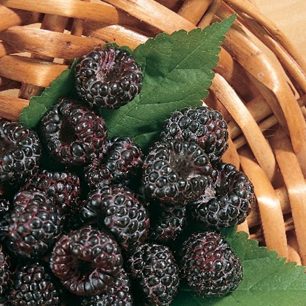 Малина черная Кумберленд