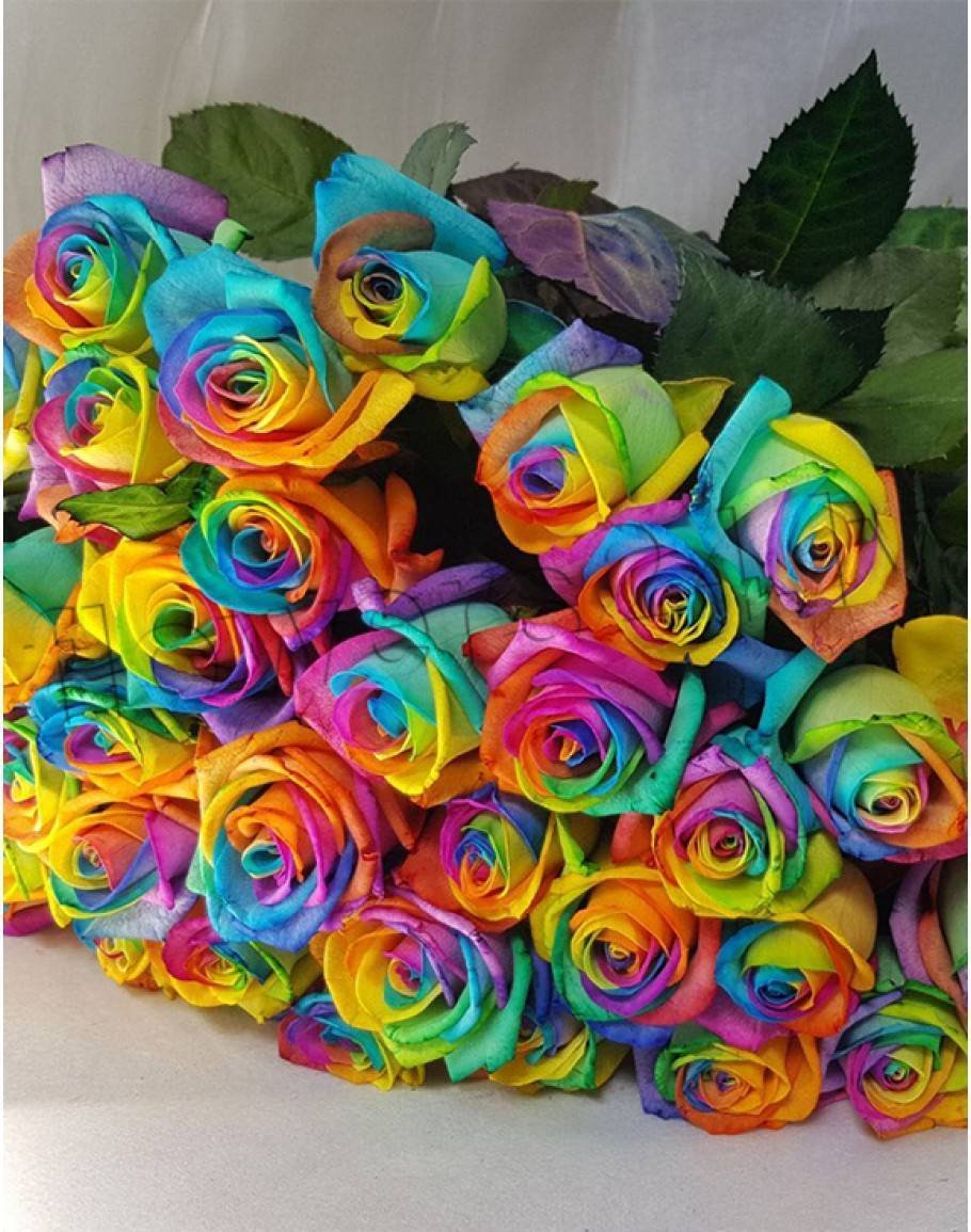 Радужная роза Мондиаль