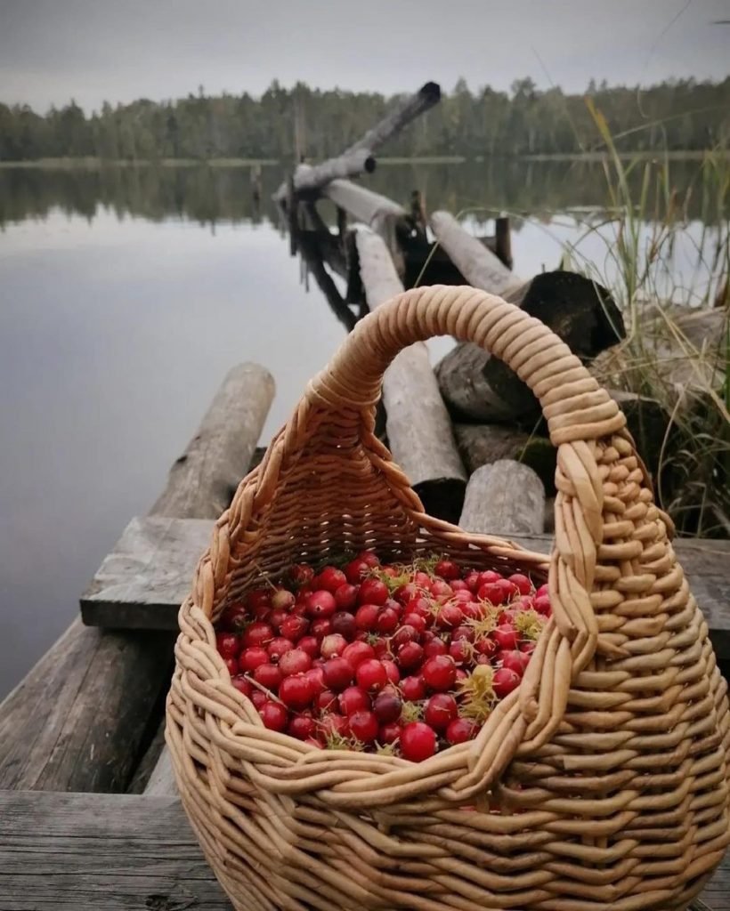 Сбор клюквы