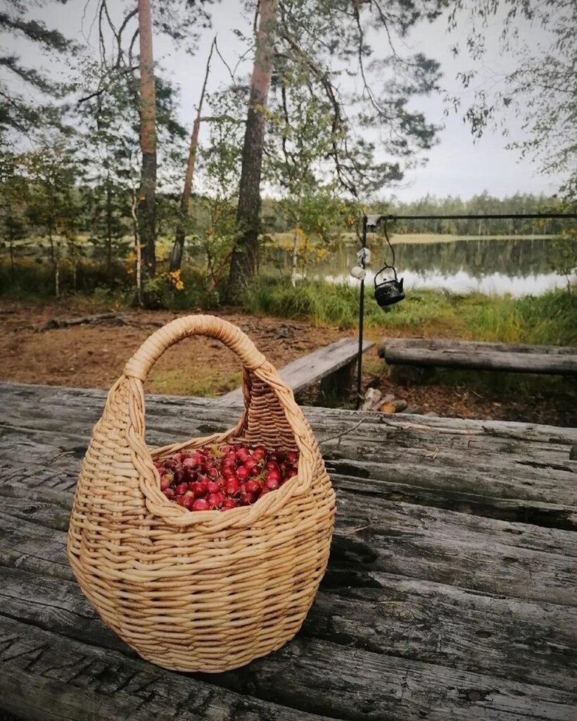 Сбор клюквы