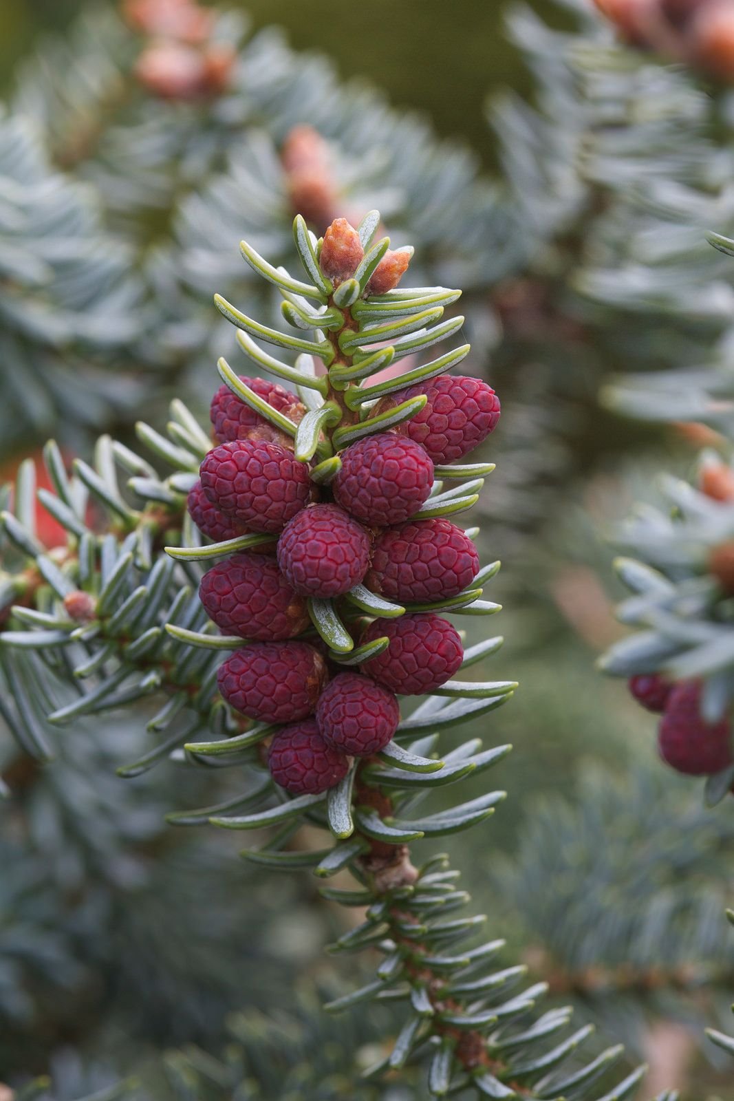 Пихта испанская Abies pinsapo