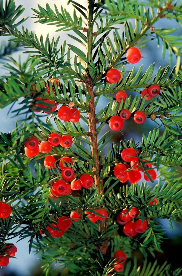 Тис ягодный (Taxus baccata David p9)