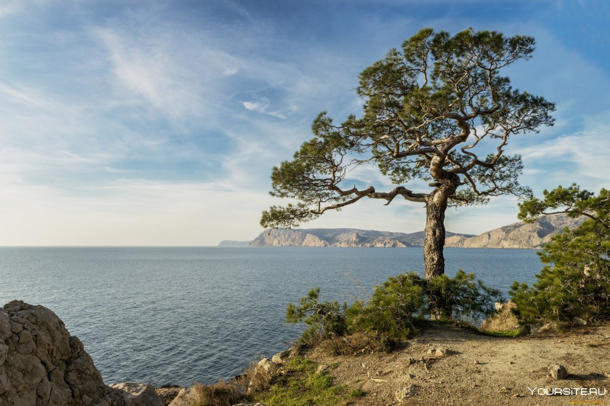 Пиния Крымская синее море