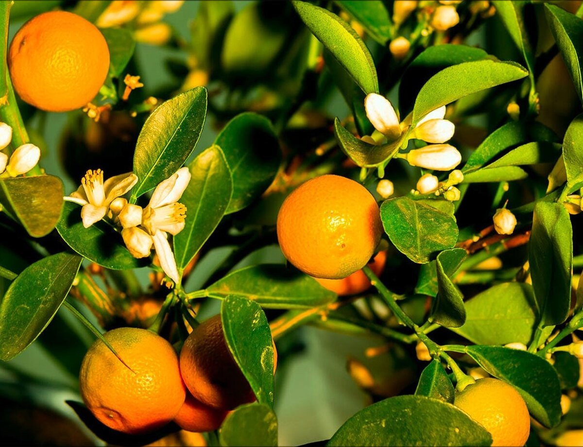Цитрус (Citrus) растение