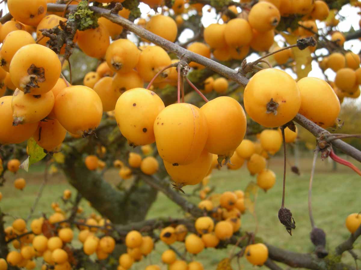 Яблоня Голден Хорнет (Golden Hornet)