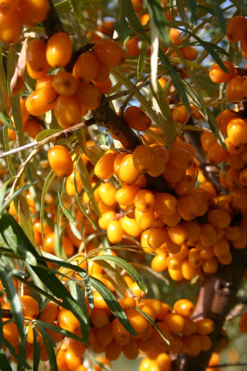 Облепиха Hippophae