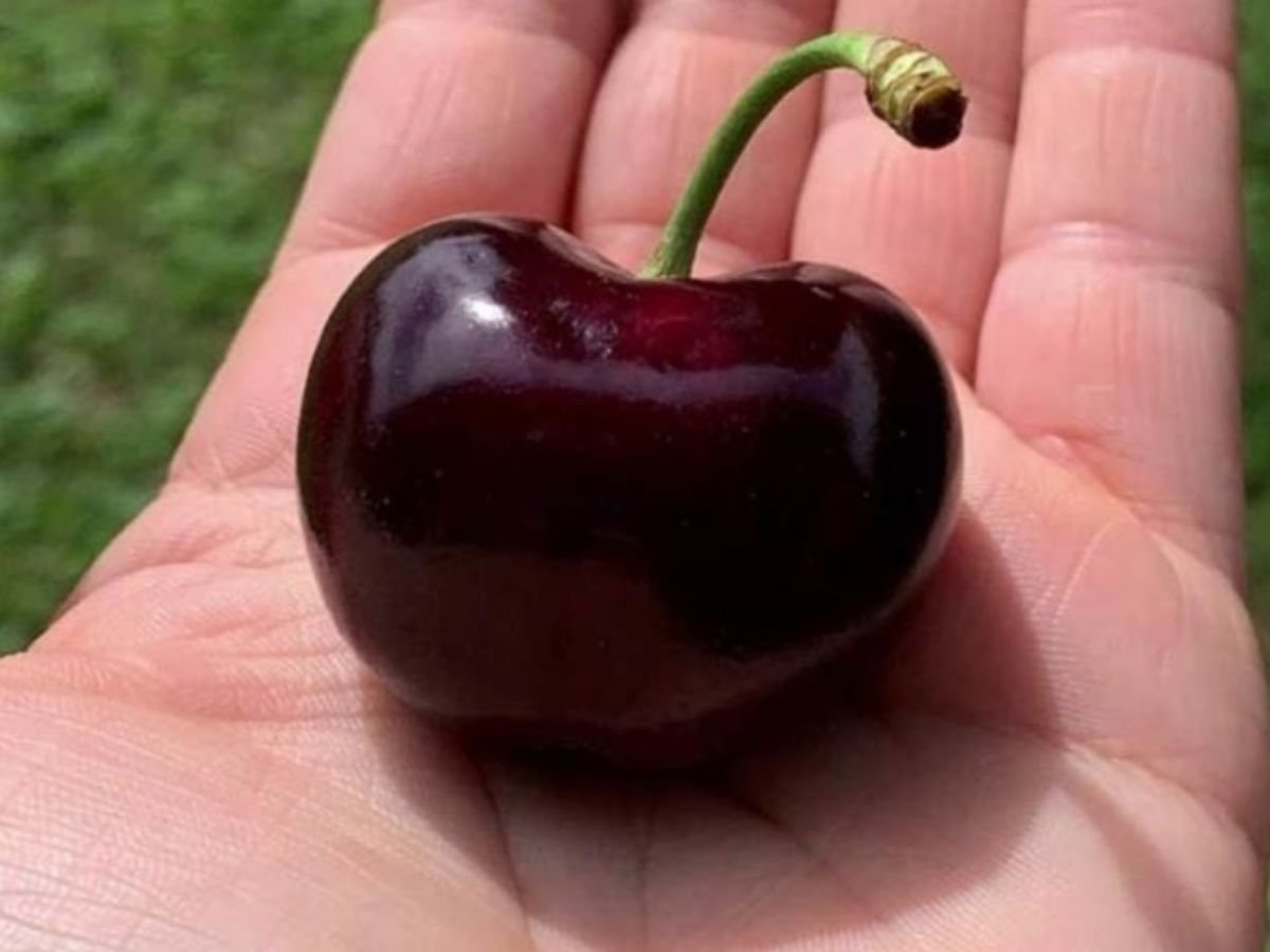 Черешня giant Red