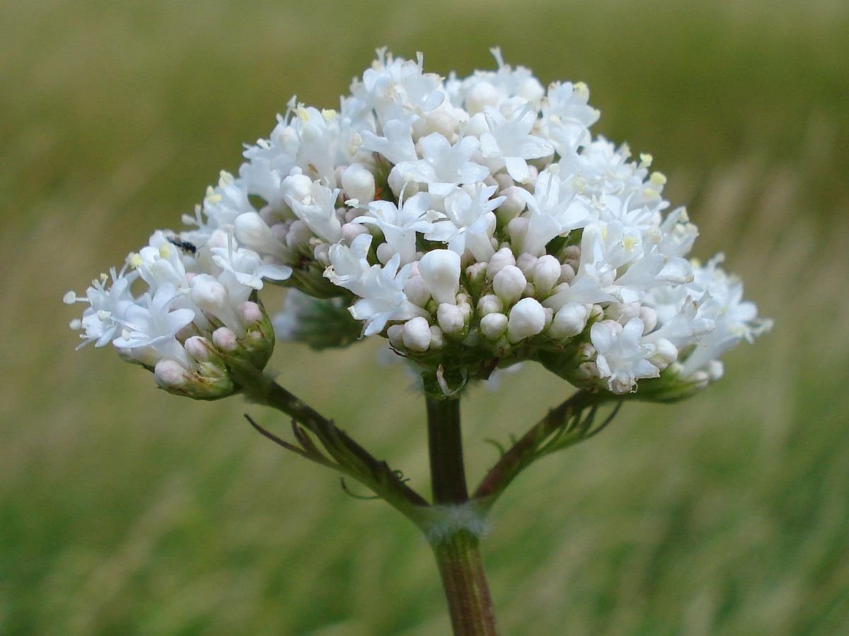 Valeriana officinalis семейство