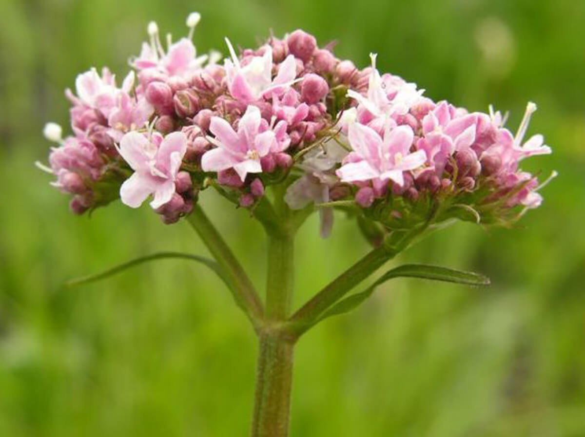 Валериана. (Valeriana officinalis)