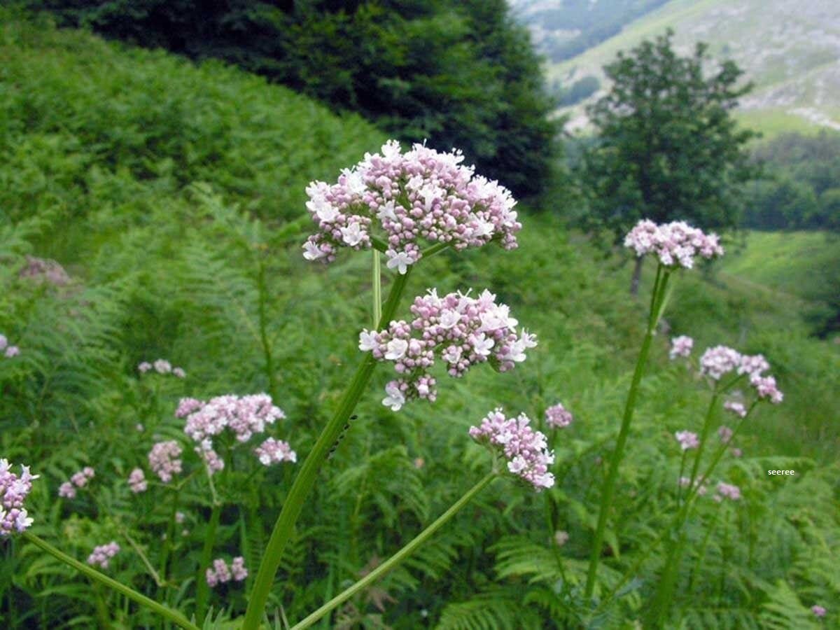 Валерьяна лекарственная (аптечная)-Valeriana officinalis l. s. j.