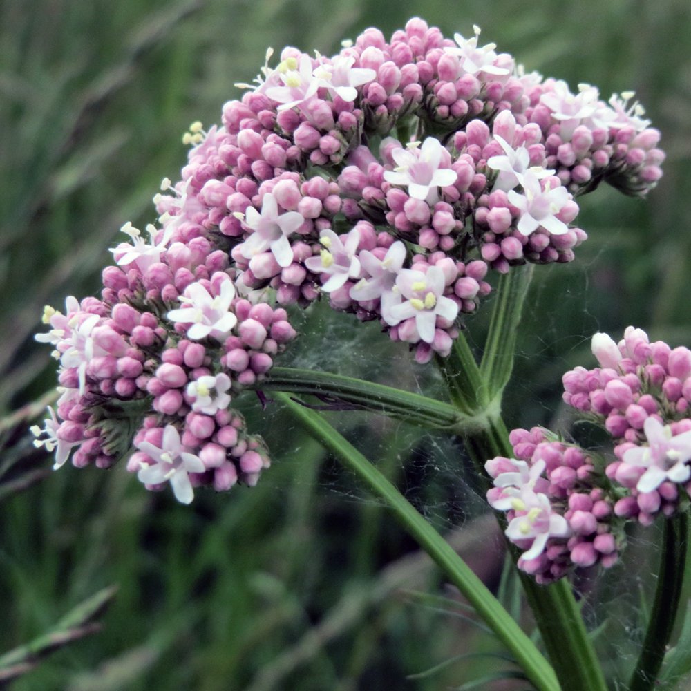 Валериана оффициналис Valeriana
