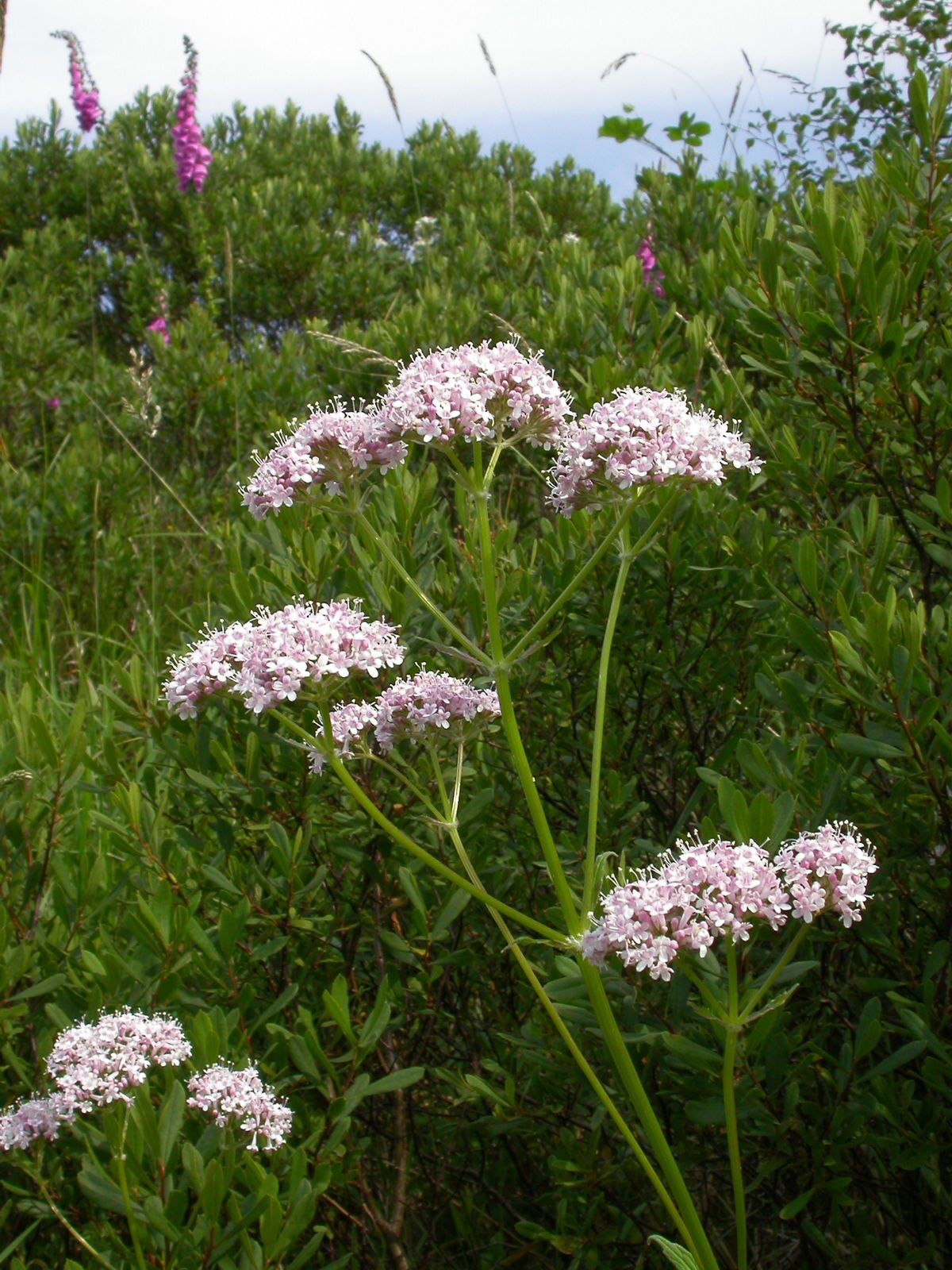Valeriana saichanensis