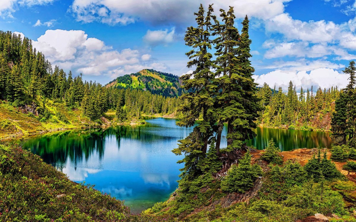 Река в лесу