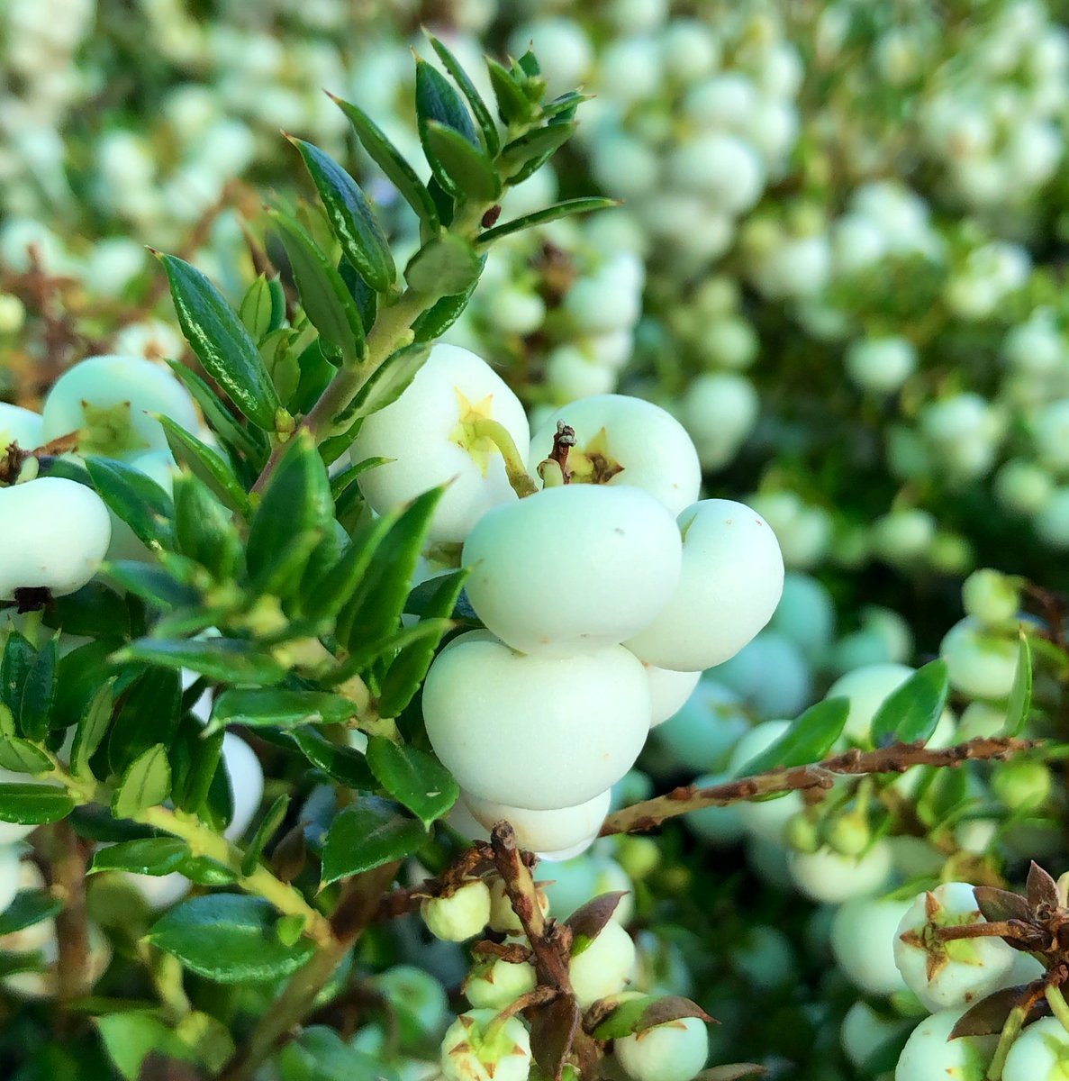 Pernettya mucronata