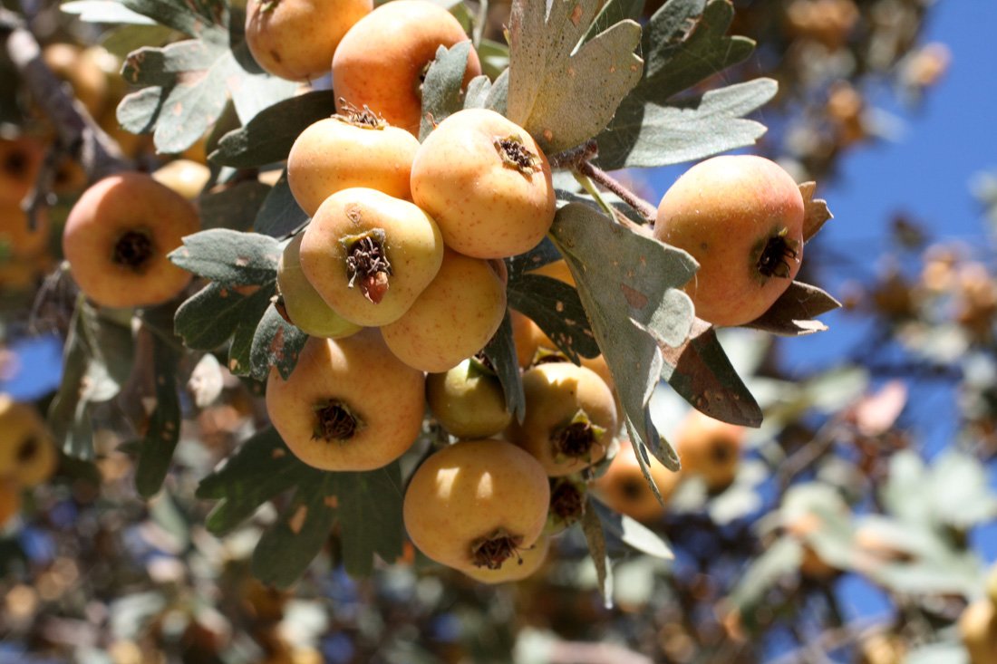 Crataegus Pontica