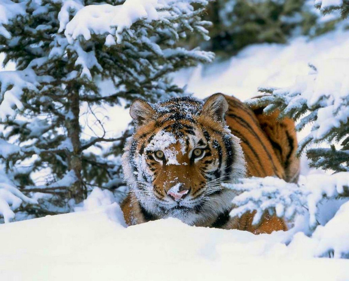Амурский тигр Panthera Tigris altaica