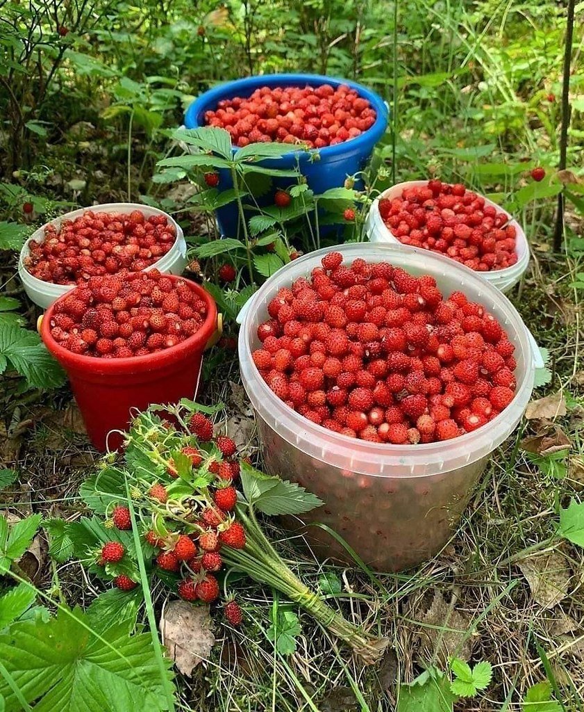 Сбор Лесной земляники