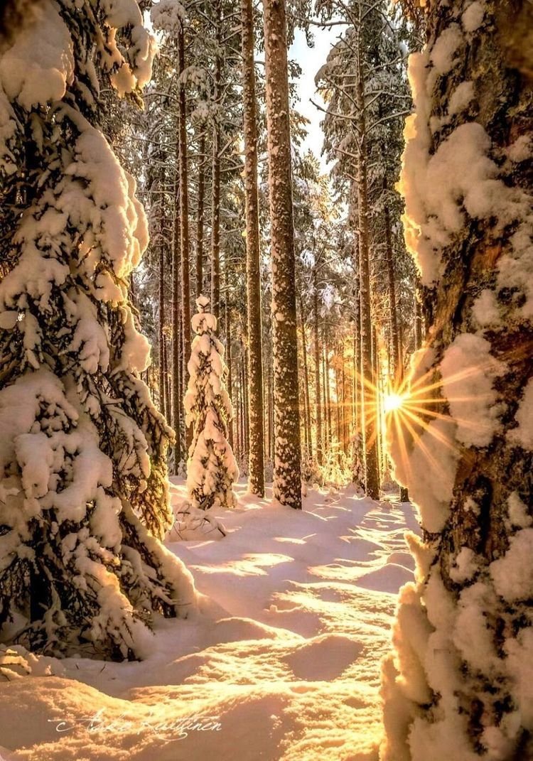 Зимний лес