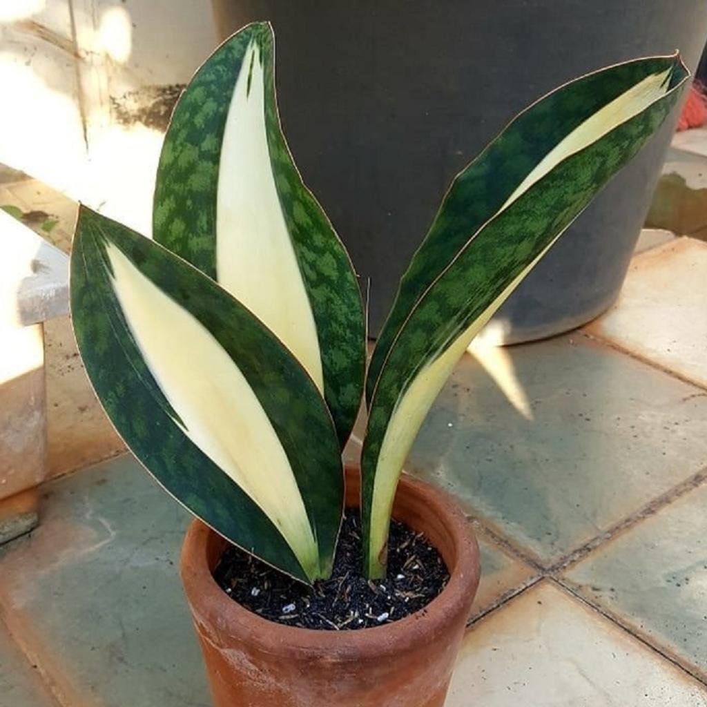 Сансевиерия masoniana variegata