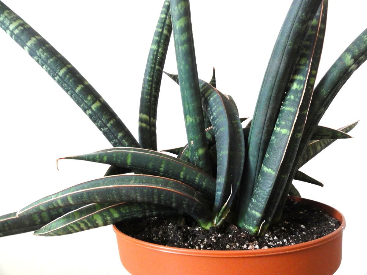 Сансевиерия Sansevieria fischeri