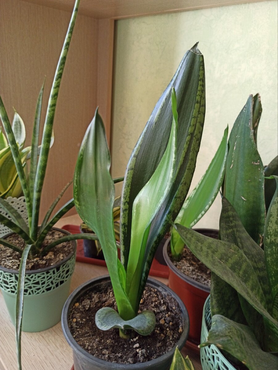 Сансевиерия эйлензис Sansevieria eilensis